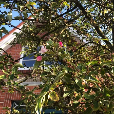 Friesenhus דירה דנגסט