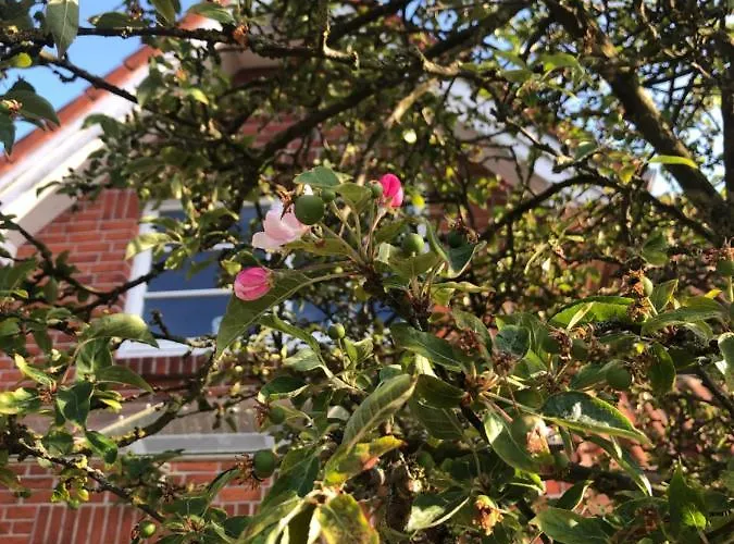 Friesenhus Daire Dangast